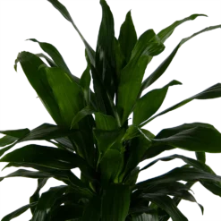 Dracaena Janet Craig - Vertrakt - Drakenbloedboom - P24 H110 - Kamerplant 2 Dracaena Janet Craig - Vertrakt - Drakenbloedboom - P24 H110 - Kamerplant -Plantenverzorging Winkel dracaena janet craig vertrakt drakenbloedboom p24 h110 kamerplant 4