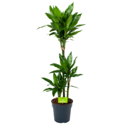 Dracaena Janet Lind - Op Stam - Drakenbloedboom - P21 H100 - Kamerplant