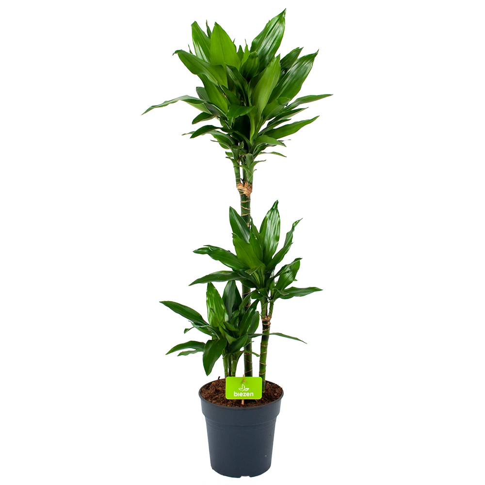 Dracaena Janet Lind - Op stam - Drakenbloedboom - p21 h100 - Kamerplant Dracaena Janet Lind - Op Stam - Drakenbloedboom - P21 H100 - Kamerplant -Plantenverzorging Winkel dracaena janet lind op stam drakenbloedboom p21 h100 1 1