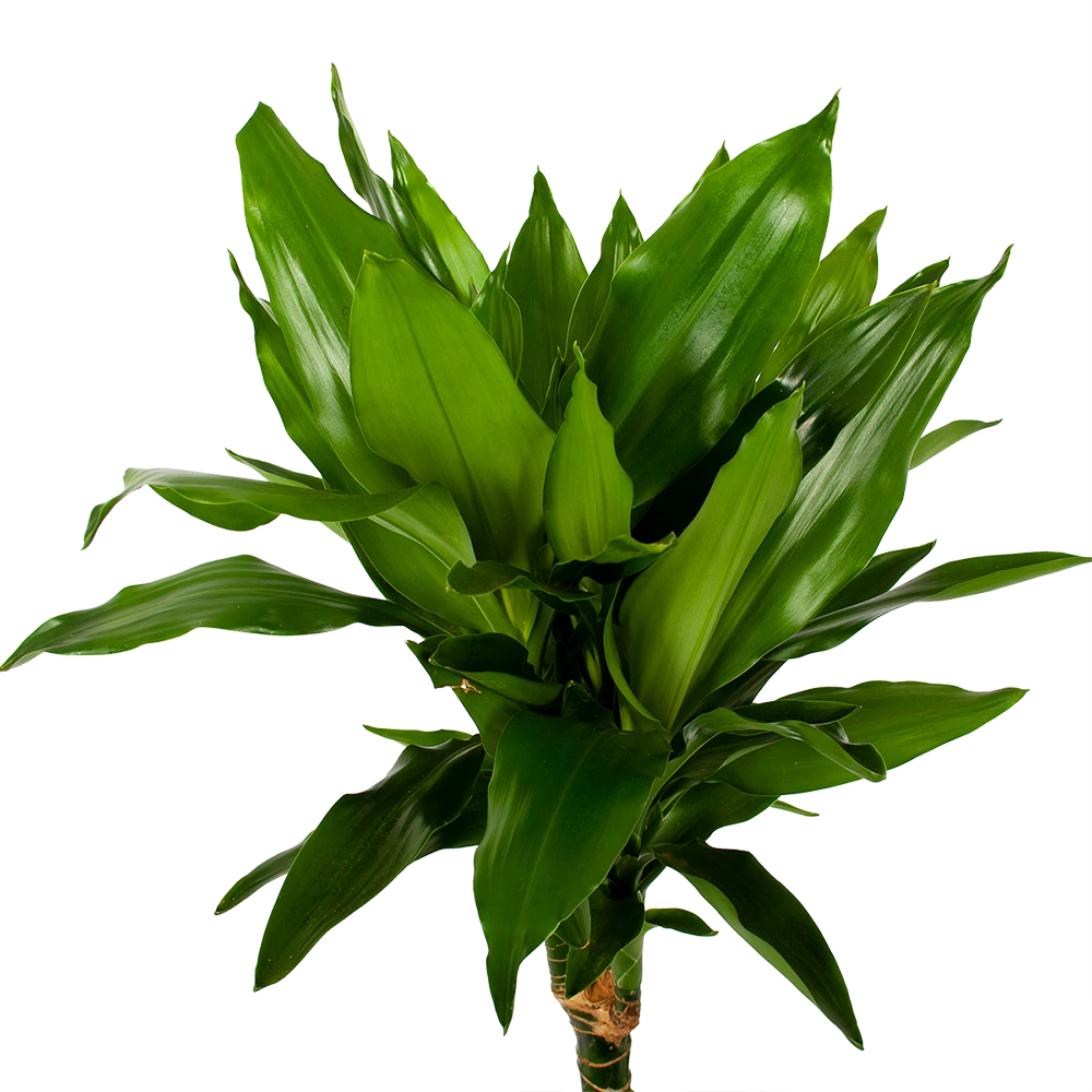 Dracaena Janet Lind - Op stam - Drakenbloedboom - p21 h100 - Kamerplant Dracaena Janet Lind - Op Stam - Drakenbloedboom - P21 H100 - Kamerplant -Plantenverzorging Winkel dracaena janet lind op stam drakenbloedboom p21 h100 5 1