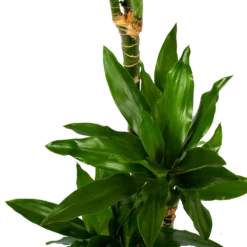 Dracaena Janet Lind - Op Stam - Drakenbloedboom - P21 H100 - Kamerplant 2 Dracaena Janet Lind - Op Stam - Drakenbloedboom - P21 H100 - Kamerplant -Plantenverzorging Winkel dracaena janet lind op stam drakenbloedboom p21 h100 6 1