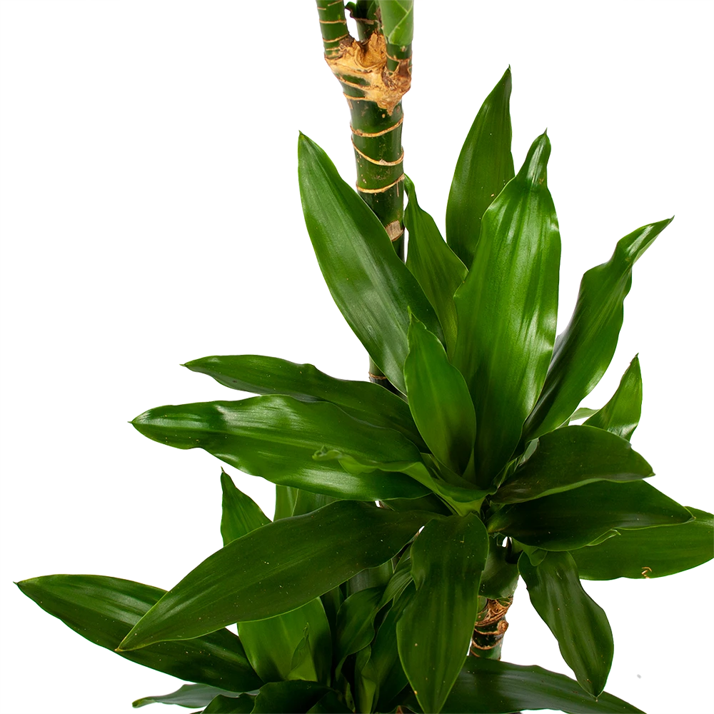 Dracaena Janet Lind - Op stam - Drakenbloedboom - p21 h100 - Kamerplant Dracaena Janet Lind - Op Stam - Drakenbloedboom - P21 H100 - Kamerplant -Plantenverzorging Winkel dracaena janet lind op stam drakenbloedboom p21 h100 6 1