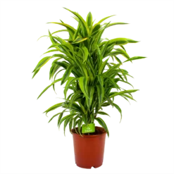 Dracaena Lemon Lime - Vertakt - Drakenbloedboom - P24 H110 - Kamerplant