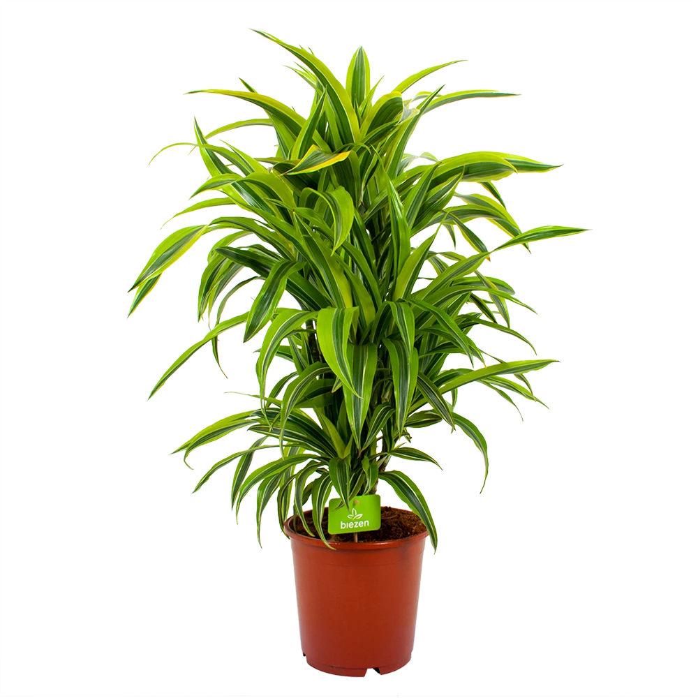 Dracaena Lemon Lime - Vertakt - Drakenbloedboom - p24 h110 - Kamerplant Dracaena Lemon Lime - Vertakt - Drakenbloedboom - P24 H110 - Kamerplant -Plantenverzorging Winkel dracaena lemon lime drakenbloedboom p24 h95 4