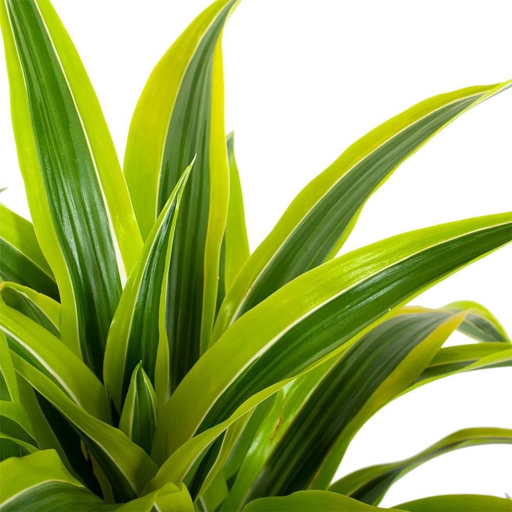 Dracaena Lemon Lime - Vertakt - Drakenbloedboom - p24 h110 - Kamerplant Dracaena Lemon Lime - Vertakt - Drakenbloedboom - P24 H110 - Kamerplant -Plantenverzorging Winkel dracaena lemon lime drakenbloedboom p24 h95 5