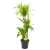 Dracaena Lemon Lime - Op Stam - Drakenbloedboom - P21 H100 - Kamerplant