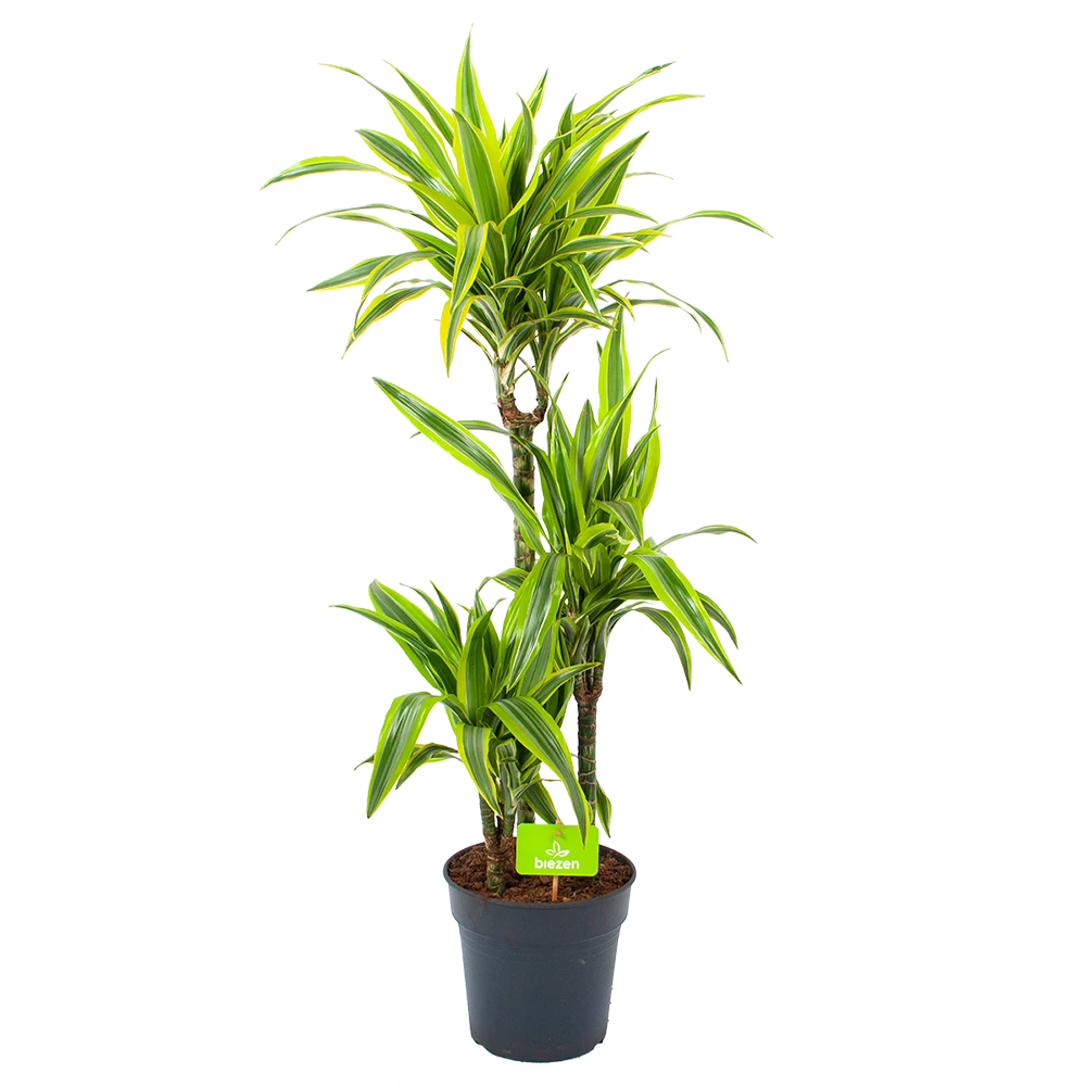 Dracaena Lemon Lime - Op stam - Drakenbloedboom - p21 h100 - Kamerplant Dracaena Lemon Lime - Op Stam - Drakenbloedboom - P21 H100 - Kamerplant -Plantenverzorging Winkel dracaena lemon lime op stam drakenbloedboom p21 h100 1 1