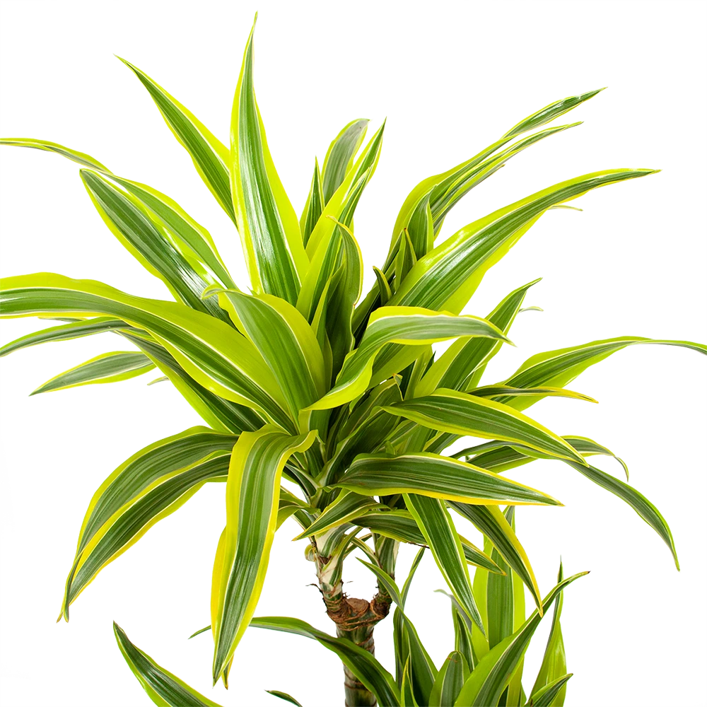 Dracaena Lemon Lime - Op stam - Drakenbloedboom - p21 h100 - Kamerplant Dracaena Lemon Lime - Op Stam - Drakenbloedboom - P21 H100 - Kamerplant -Plantenverzorging Winkel dracaena lemon lime op stam drakenbloedboom p21 h100 5 1