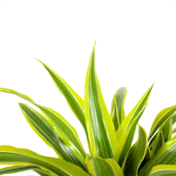 Dracaena Lemon Lime - Op Stam - Drakenbloedboom - P21 H100 - Kamerplant 2 Dracaena Lemon Lime - Op Stam - Drakenbloedboom - P21 H100 - Kamerplant -Plantenverzorging Winkel dracaena lemon lime op stam drakenbloedboom p21 h100 6 1