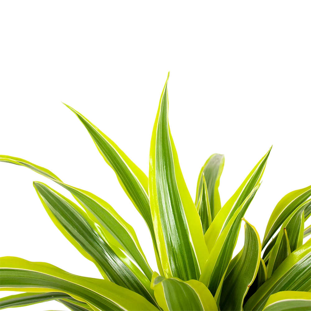 Dracaena Lemon Lime - Op stam - Drakenbloedboom - p21 h100 - Kamerplant Dracaena Lemon Lime - Op Stam - Drakenbloedboom - P21 H100 - Kamerplant -Plantenverzorging Winkel dracaena lemon lime op stam drakenbloedboom p21 h100 6 1