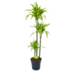 Dracaena Lemon Lime - Op Stam - Drakenbloedboom - P24 H150 - Kamerplant