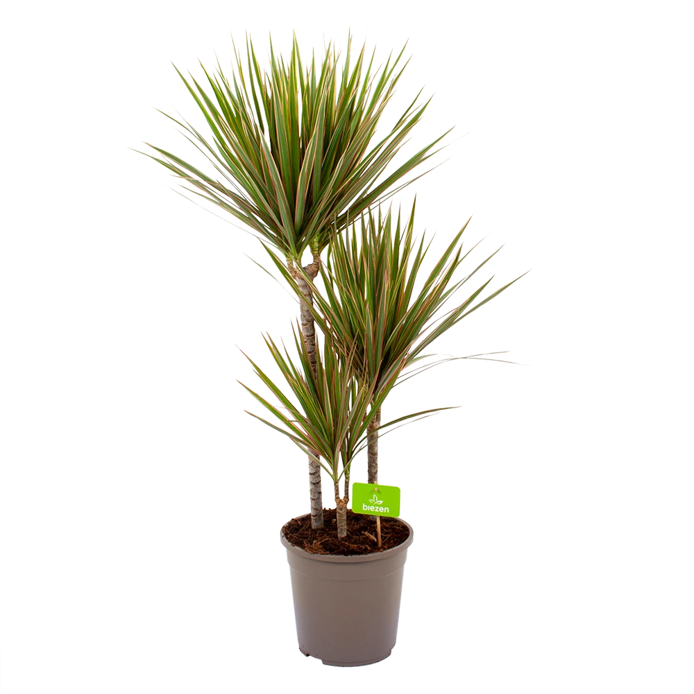 Dracaena Marginata Bicolor - Op Stam - Drakenbloedboom - P24 H120 - Kamerplant -Plantenverzorging Winkel dracaena marginata bicolor drakenbloedboom p24 h100 4