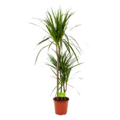 Dracaena Marginata Groen - Op Stam - Drakenbloedboom - P21 H125 - Kamerplant