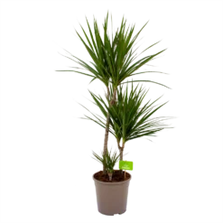 Dracaena Marginata Groen - Op Stam - Drakenbloedboom - P24 H120 - Kamerplant