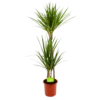 Dracaena Marginata Groen - Op Stam - Drakenbloedboom - P19 H120 - Kamerplant