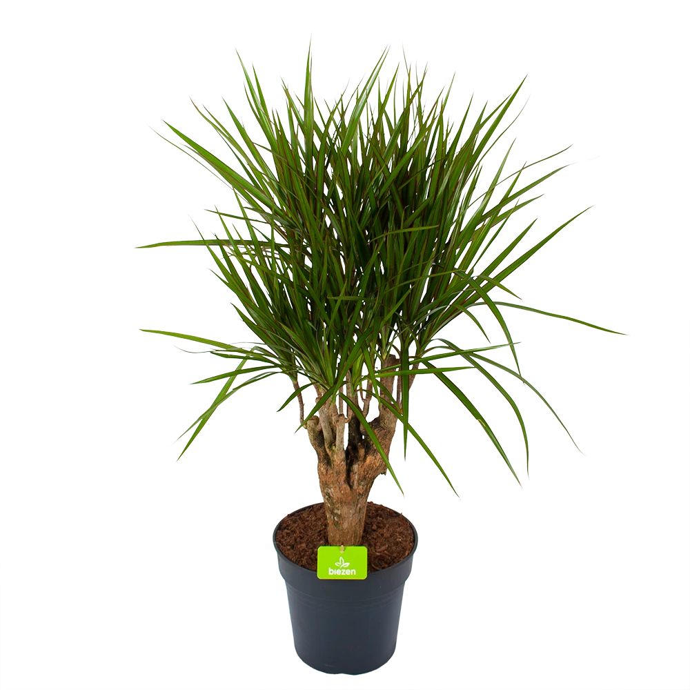 Dracaena Marginata Groen - Vertakt - Drakenbloedboom - p27 h120 - Kamerplant Dracaena Marginata Groen - Vertakt - Drakenbloedboom - P27 H120 - Kamerplant -Plantenverzorging Winkel dracaena marginata groen vertakt drakenbloedboom p27 h120 1 3