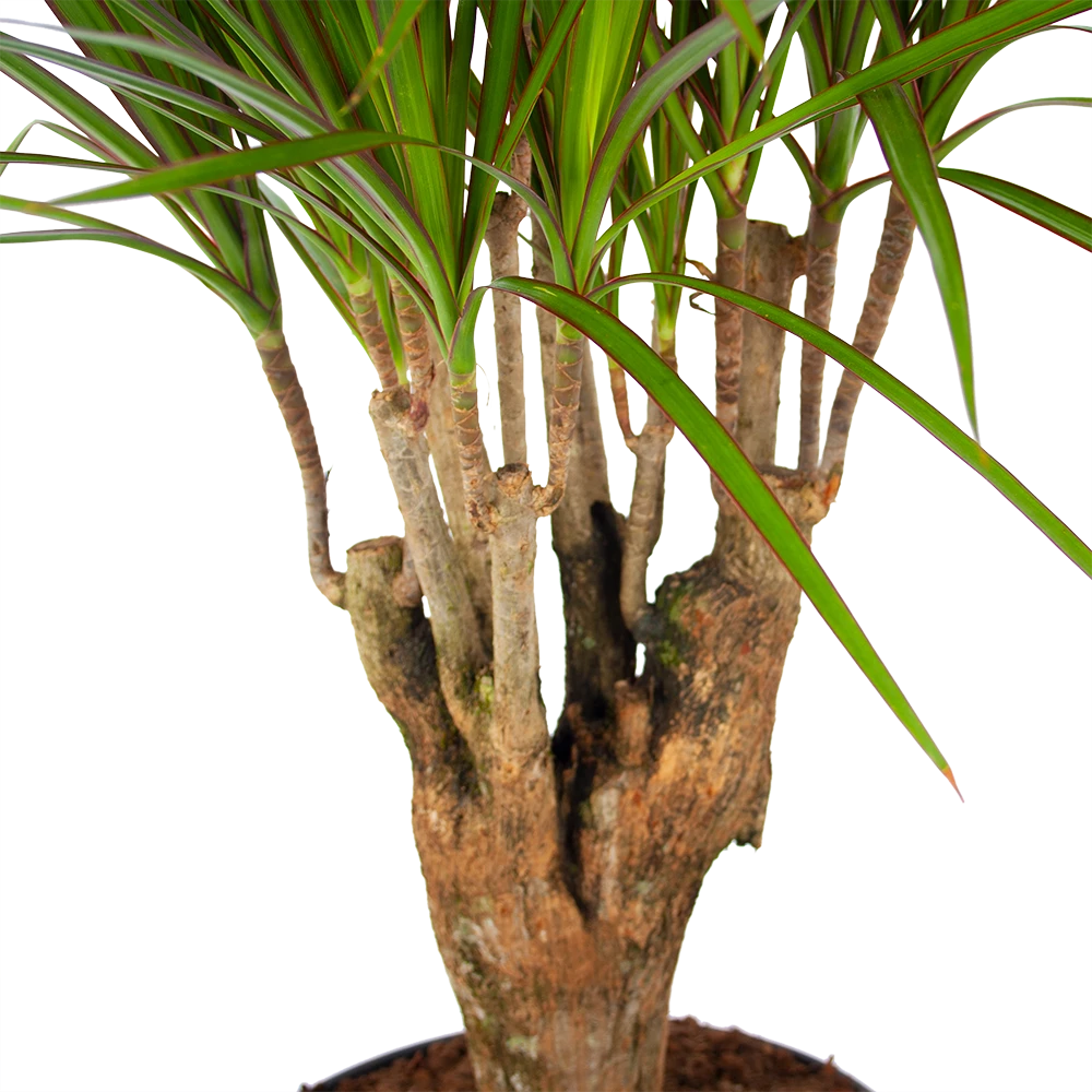 Dracaena Marginata Groen - Vertakt - Drakenbloedboom - p27 h120 - Kamerplant Dracaena Marginata Groen - Vertakt - Drakenbloedboom - P27 H120 - Kamerplant -Plantenverzorging Winkel dracaena marginata groen vertakt drakenbloedboom p27 h120 5 3