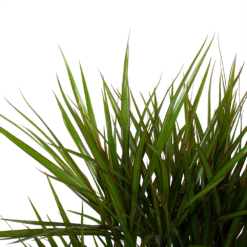 Dracaena Marginata Groen - Vertakt - Drakenbloedboom - P27 H120 - Kamerplant 2 Dracaena Marginata Groen - Vertakt - Drakenbloedboom - P27 H120 - Kamerplant -Plantenverzorging Winkel dracaena marginata groen vertakt drakenbloedboom p27 h120 6 3