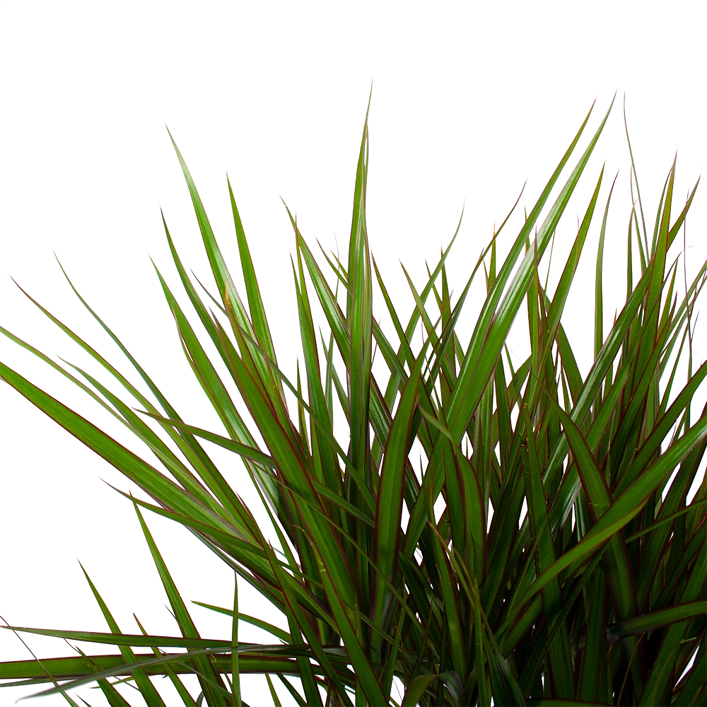 Dracaena Marginata Groen - Vertakt - Drakenbloedboom - p27 h120 - Kamerplant Dracaena Marginata Groen - Vertakt - Drakenbloedboom - P27 H120 - Kamerplant -Plantenverzorging Winkel dracaena marginata groen vertakt drakenbloedboom p27 h120 6 3