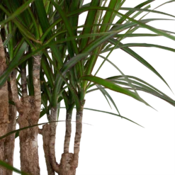 Dracaena Marginata Groen - Vertakt - Drakenbloedboom - P30 H140 - Kamerplant -Plantenverzorging Winkel dracaena marginata groen vertakt drakenbloedboom p30 h140 6