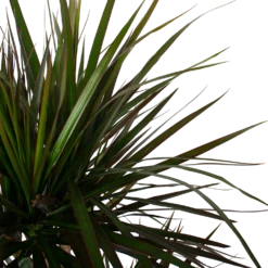 Dracaena Marginata Magenta - Op Stam - Drakenbloedboom - P27 H150 - Kamerplant -Plantenverzorging Winkel dracaena marginata magenta op stam drakenbloedboom p27 h150 6