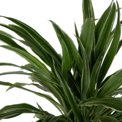 Dracaena Warneckei - Vertakt - Drakenbloedboom - P24 H110 - Kamerplant -Plantenverzorging Winkel dracaena warneckei vertakt drakenbloedboom p24 h110 kamerplant 4