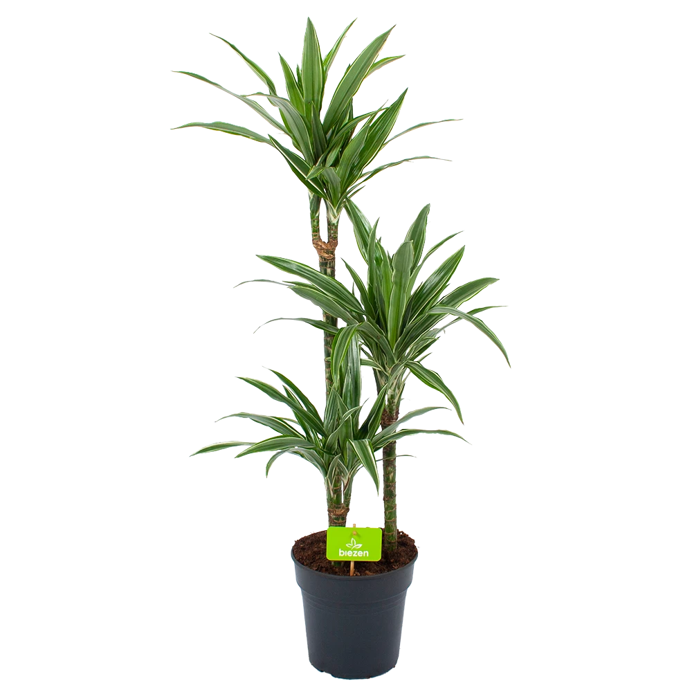 Dracaena White Stripe - Op stam - Drakenbloedboom - p21 h100 - Kamerplant Dracaena White Stripe - Op Stam - Drakenbloedboom - P21 H100 - Kamerplant -Plantenverzorging Winkel dracaena white stripe op stam drakenbloedboom p21 h100 1 1