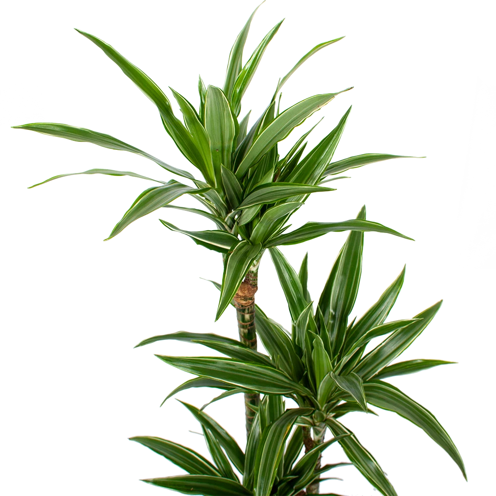 Dracaena White Stripe - Op stam - Drakenbloedboom - p21 h100 - Kamerplant Dracaena White Stripe - Op Stam - Drakenbloedboom - P21 H100 - Kamerplant -Plantenverzorging Winkel dracaena white stripe op stam drakenbloedboom p21 h100 5 1