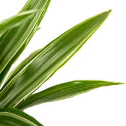 Dracaena White Stripe - Op Stam - Drakenbloedboom - P21 H100 - Kamerplant 2 Dracaena White Stripe - Op Stam - Drakenbloedboom - P21 H100 - Kamerplant -Plantenverzorging Winkel dracaena white stripe op stam drakenbloedboom p21 h100 6 1