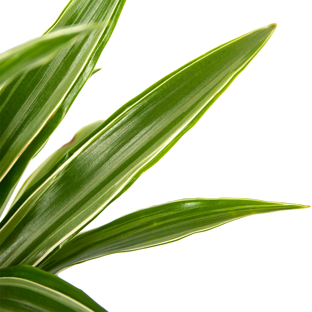 Dracaena White Stripe - Op stam - Drakenbloedboom - p21 h100 - Kamerplant Dracaena White Stripe - Op Stam - Drakenbloedboom - P21 H100 - Kamerplant -Plantenverzorging Winkel dracaena white stripe op stam drakenbloedboom p21 h100 6 1