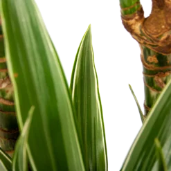 Dracaena White Stripe - Op Stam - Drakenbloedboom - P24 H150 - Kamerplant -Plantenverzorging Winkel dracaena white stripe op stam drakenbloedboom p24 h150 6 1