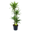 Dracaena White Stripe - Op Stam - Drakenbloedboom - P27 H150 - Kamerplant