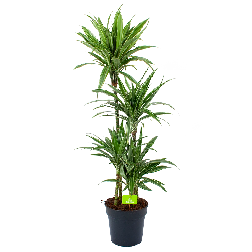 Dracaena White Stripe - Op stam - Drakenbloedboom - p27 h150 - Kamerplant Dracaena White Stripe - Op Stam - Drakenbloedboom - P27 H150 - Kamerplant -Plantenverzorging Winkel dracaena white stripe op stam drakenbloedboom p27 h150 1 2