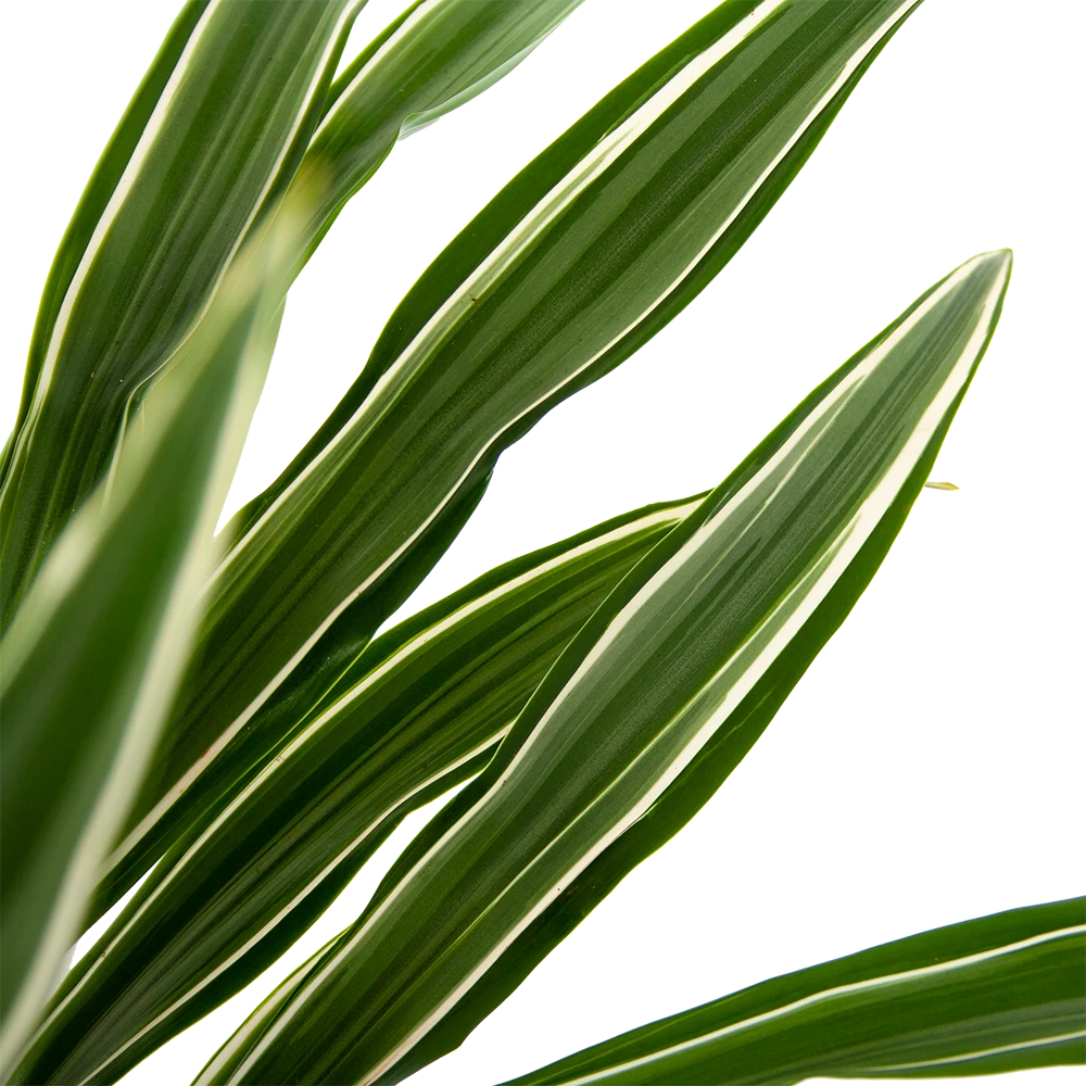 Dracaena White Stripe - Op stam - Drakenbloedboom - p27 h150 - Kamerplant Dracaena White Stripe - Op Stam - Drakenbloedboom - P27 H150 - Kamerplant -Plantenverzorging Winkel dracaena white stripe op stam drakenbloedboom p27 h150 6 2