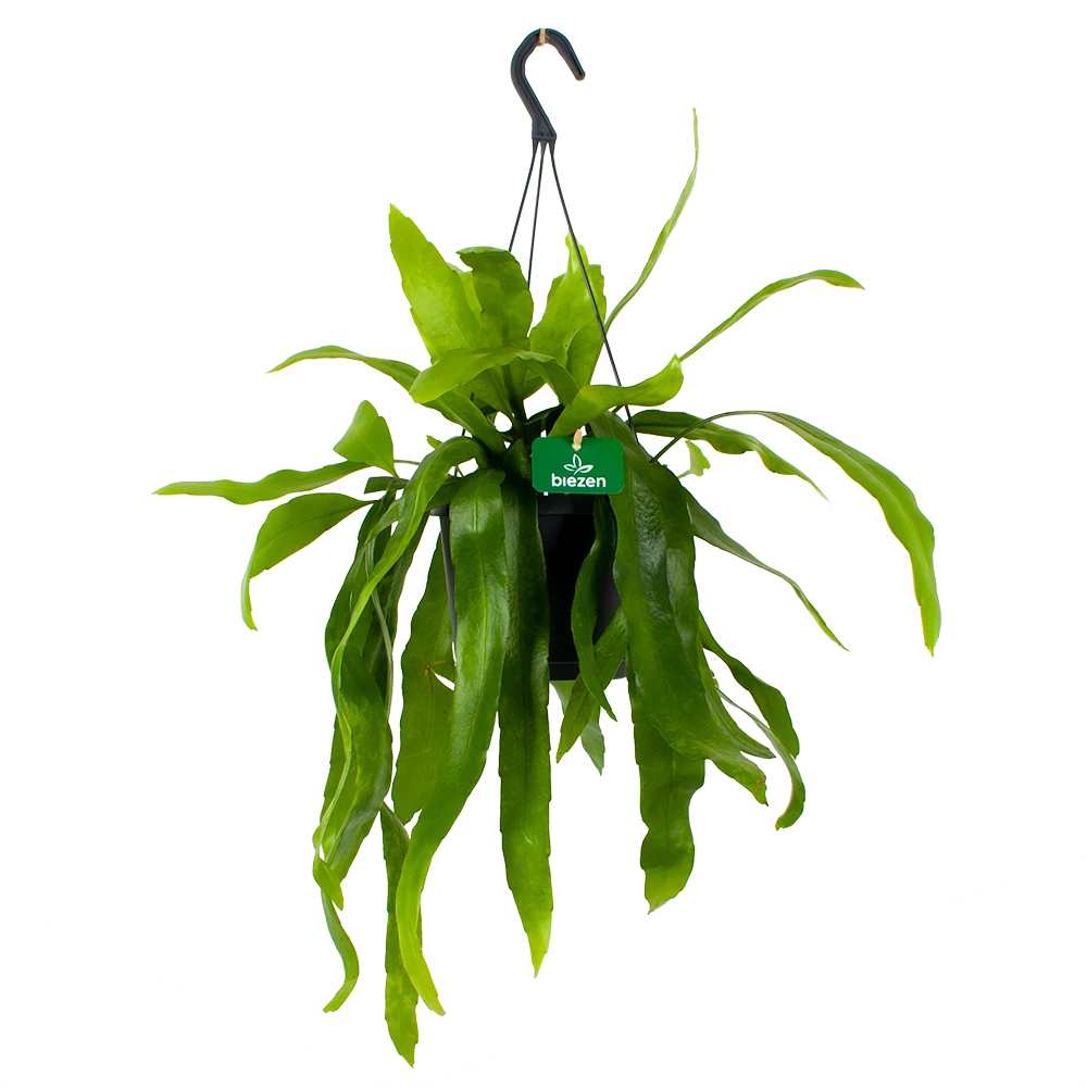 Epiphyllum Pumilum - in Hangpot - p17 h40 - Kamerplant Epiphyllum Pumilum - In Hangpot - P17 H40 - Kamerplant -Plantenverzorging Winkel epiphyllum pumilum in hangpot p17 h40 1 1