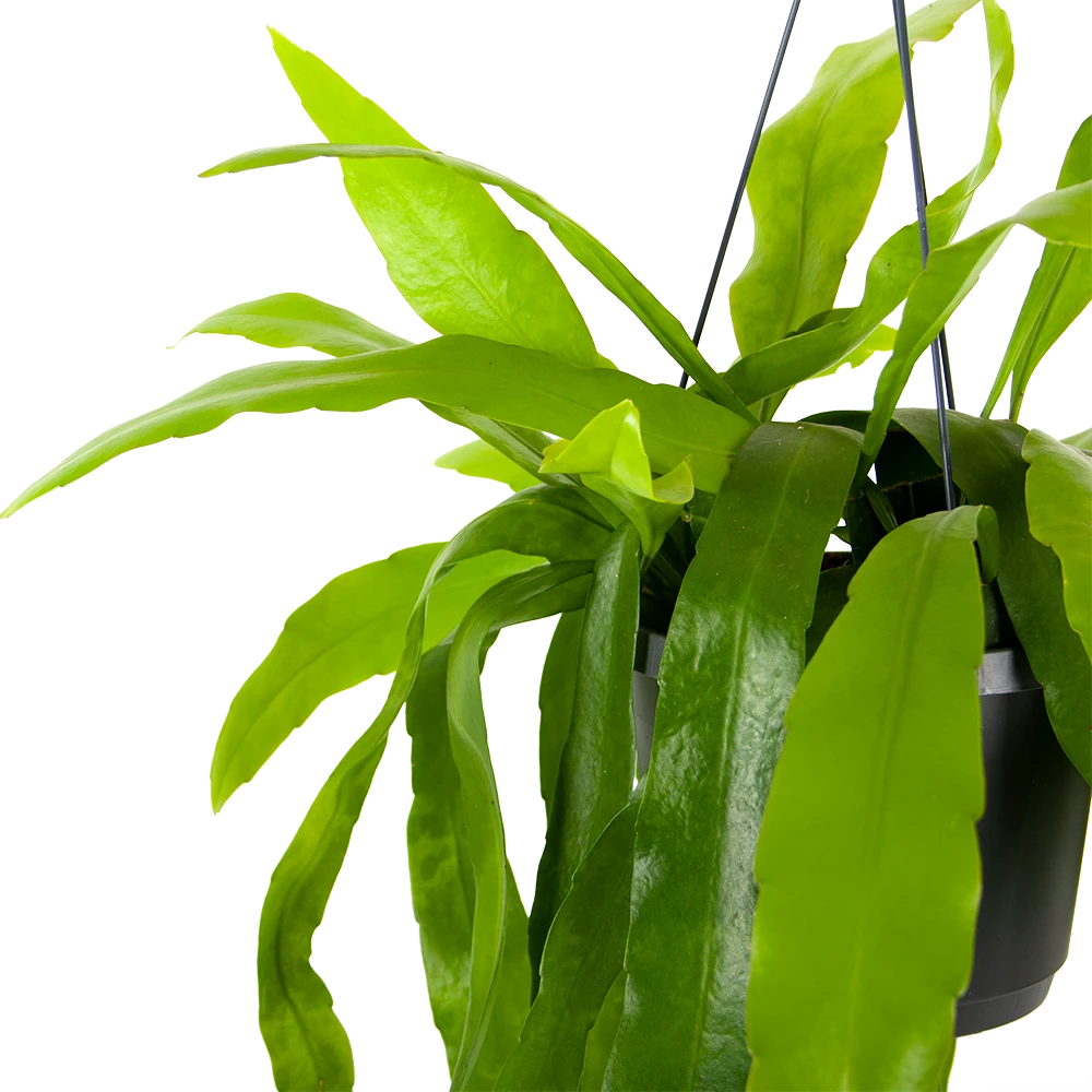 Epiphyllum Pumilum - in Hangpot - p17 h40 - Kamerplant Epiphyllum Pumilum - In Hangpot - P17 H40 - Kamerplant -Plantenverzorging Winkel epiphyllum pumilum in hangpot p17 h40 5 1