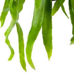 Epiphyllum Pumilum - In Hangpot - P17 H40 - Kamerplant 2 Epiphyllum Pumilum - In Hangpot - P17 H40 - Kamerplant -Plantenverzorging Winkel epiphyllum pumilum in hangpot p17 h40 6 1