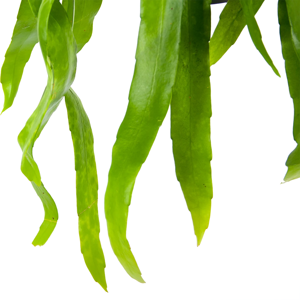 Epiphyllum Pumilum - in Hangpot - p17 h40 - Kamerplant Epiphyllum Pumilum - In Hangpot - P17 H40 - Kamerplant -Plantenverzorging Winkel epiphyllum pumilum in hangpot p17 h40 6 1