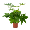 Fatsia Japonica - Vingerplant - P19 H60 - Kamerplant
