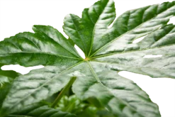 Fatsia Japonica - Vingerplant - P19 H60 - Kamerplant -Plantenverzorging Winkel fatsia japonica vingerplant p19 h60 5