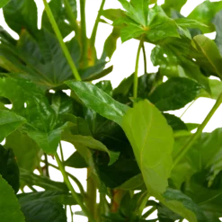 Fatsia Japonica - Vingerplant - P19 H60 - Kamerplant -Plantenverzorging Winkel fatsia japonica vingerplant p19 h60 6