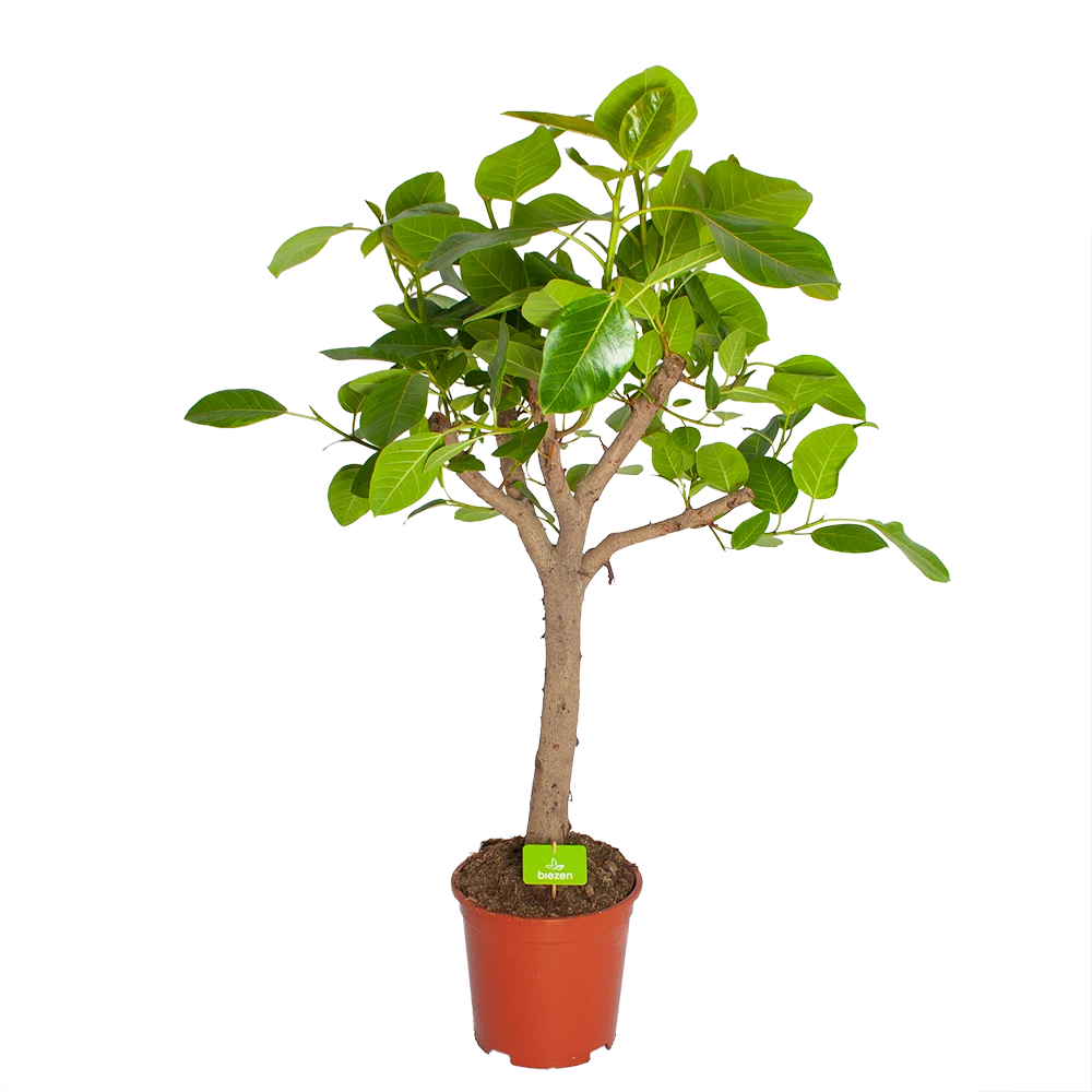 Ficus Altissima - Vertakt - p27 h130 - Kamerplant Ficus Altissima - Vertakt - P27 H130 - Kamerplant -Plantenverzorging Winkel ficus altissima vertakt p27 h130 1
