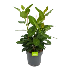 Ficus Benghalensis Audrey - Groene Vijg - Toef - P27 H80 - Kamerplant