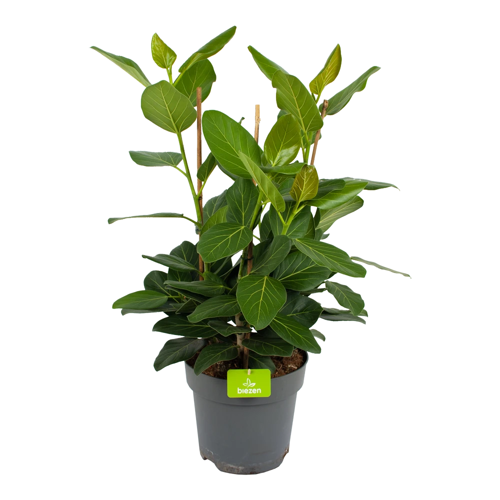 Ficus Benghalensis Audrey - Groene Vijg - Toef - p27 h80 - Kamerplant Ficus Benghalensis Audrey - Groene Vijg - Toef - P27 H80 - Kamerplant -Plantenverzorging Winkel ficus benghalensis audrey groene vijg toef p27 h80 kamerplant 1