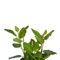 Ficus Benghalensis Audrey - Groene Vijg - Toef - P27 H80 - Kamerplant 2 Ficus Benghalensis Audrey - Groene Vijg - Toef - P27 H80 - Kamerplant -Plantenverzorging Winkel ficus benghalensis audrey groene vijg toef p27 h80 kamerplant 4