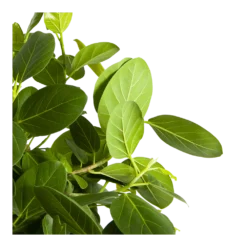 Ficus Benghalensis Audrey Op Stam - Groene Vijg - P31 H120 - Kamerplant -Plantenverzorging Winkel ficus benghalensis audrey op stam groene vijg p31 h120 3