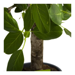 Ficus Benghalensis Audrey Op Stam - Groene Vijg - P31 H120 - Kamerplant -Plantenverzorging Winkel ficus benghalensis audrey op stam groene vijg p31 h120 4