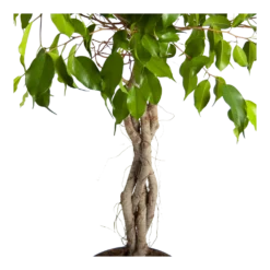 Ficus Benjamina Exotica Op Gevlochten Stam - Treurvijg - P24 H100 - Kamerplant -Plantenverzorging Winkel ficus benjamina exotica op gevlochten stam treurvijg p24 h100 3