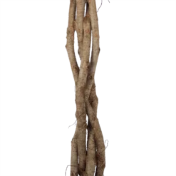 Ficus Benjamina Exotica Op Gevlochten Stam - Treurvijg - P27 H140 - Kamerplant -Plantenverzorging Winkel ficus benjamina exotica op gevlochten stam treurvijg p27 h140 6