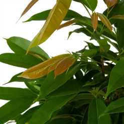 Ficus Binnendijkii Amstel King Op Gevlochten Stam - Treurvijg - P31 H140 - Kamerplant -Plantenverzorging Winkel ficus binnendijkii amstel king op gevlochten stam treurvijg p31 h140 5